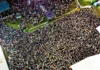 Salta vivió un fin de semana de Carnaval con más de 27.000 turistas y un impacto económico de 8 mil millones de pesos