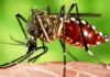 Chikungunya: Refuerzan el control binacional en la frontera y activa protocolos de rehabilitación para evitar secuelas.