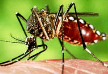 Chikungunya: Refuerzan el control binacional en la frontera y activa protocolos de rehabilitación para evitar secuelas.