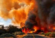 Cafayate: Continúa la investigación para determinar el origen de incendios en una finca