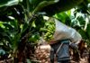 Salta y Jujuy piden revisar la normativa sobre importación de bananas para resguardar la producción