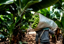 Salta y Jujuy piden revisar la normativa sobre importación de bananas para resguardar la producción